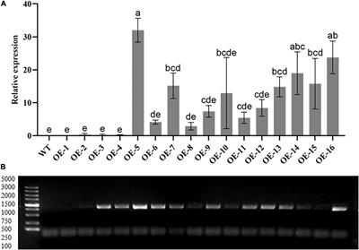 GhGLK1 a Key Candidate Gene From GARP Family Enhances Cold and Drought Stress Tolerance in Cotton